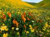 Peaceful Valley, Poppies and Coreopsis
